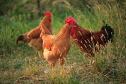 雞身上“毒素”比較多的3個部位，卻被很多人當成美味，少吃為妙
