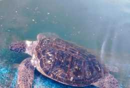 惠州海龜灣-亞洲唯一的海龜產卵地，這海邊棧道也太美了吧