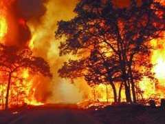 澳大利亞山火熄滅後，萬物開始復甦，科學家卻說這是悲劇的開始？