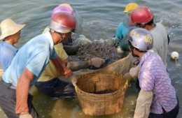 「養殖管理」魚蝦蟹應激反應原因解析以及應對措施