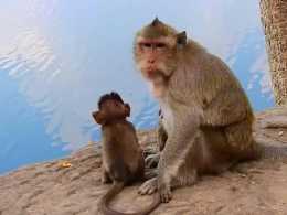 母猴是怎麼了，為何突然攻擊了小猴，小猴被嚇壞了大聲尖叫！