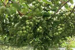 這種水果在中國南北方都可以種植，抗病性和適應性已經達到很高程度