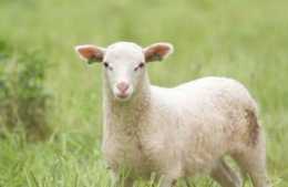 「常見羊病的治療偏方」養殖戶一定要收藏