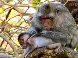 爬樹是猴子的本領，猴媽在樹上幫猴兒抓蝨子，真是厲害！