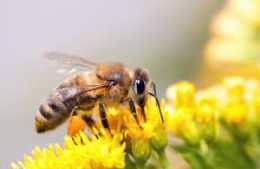 採釀春忙小蜂蜜，為誰辛苦為誰甜？小蜜蜂送給我們的不僅僅是蜂蜜