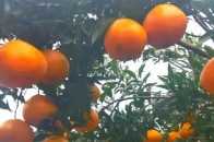 蓬安：感受一隻柑橘的“逆襲”！