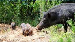 一鋤頭挖出3000年前“野豬”，中國目前僅此一件堪稱國寶！