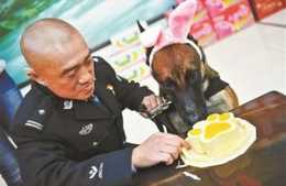 “生日趴”！警犬集體過生日 吃特製蛋糕賣萌