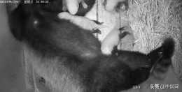 成都大熊貓繁育研究基地喜誕小熊貓四胞胎！“母子”均平安