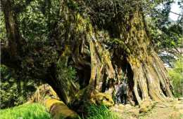 5棵世界上最古老的樹，年紀最大的從冰河世紀時期就活在地球上了