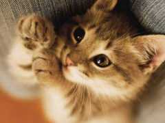 情感測試：你覺得那隻小貓最可愛，測測你洞察人心的能力有多強？