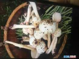 四川毒蘑菇預警！
