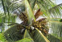 身為“拓荒者”的椰子，不僅印證了人類遷徙，也承載了熱帶文明