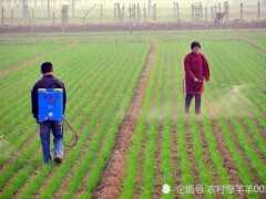 為什麼小麥越冬前要打除草劑，有6個好處，很多農民朋友還不太明白