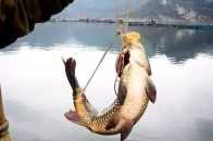 弓魚為什麼不死,吃了弓魚長生不死麼