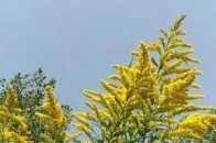 韓城發現 “加拿大一枝黃花” 被稱為生態殺手