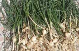 農村滿地的野小蒜，只要抓住這幾點也可人工栽培，方法如此簡單