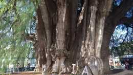世界上最粗的樹木，樹幹周長足足有58米，已經生長了2000多年
