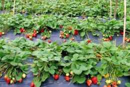 草莓採摘園生意遇冷，為何城裡人不愛去了？
