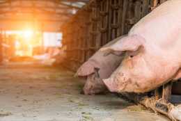 豬肉價格略有起伏，春節能降價？沒指望！春節豬肉預計多少錢？
