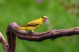 黃鸝鳥——大自然中最會“唱歌”的鳥類它也是“儀表美”的典範！