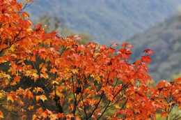 今年的“秋日限定”，甘孜州，不錯喲！