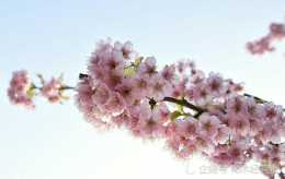 美如雲霞的櫻花品種之椿寒櫻