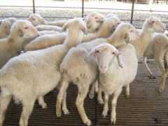 母羊產前不吃怎麼辦治療辦法？