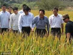 重慶2米高巨型稻試種成功，袁老的禾下乘涼夢不遠了！你們期待嗎？