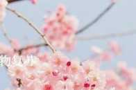【三月】長安人，你和三月，都是春天！最美的時光，你錯過了幾個？