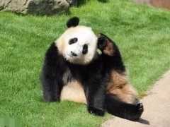 全球唯一不屬於中國的兩隻大熊貓，雖生活無憂，卻無法回國，讓人心痛