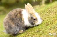 兔子愛吃進口牧草不是“崇洋媚外”，主要和牧草的加工工藝有關