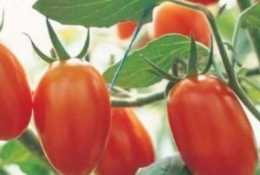 聖女果是什麼水果？櫻桃西紅柿怎麼吃最好？櫻桃西紅柿的功效與作用