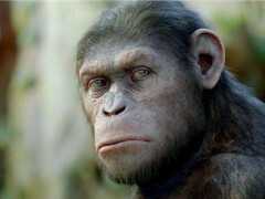 科學家發現一隻基因變異的黑猩猩，行為特徵像人，它能否持續進化