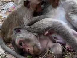 猴媽只顧自己休息，忽略了猴兒是否舒適，猴兒大聲尖叫！