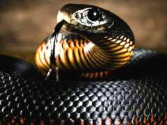 全球最致命的10種毒蛇，最毒的一種分佈在中國，可能就在你身邊！