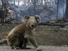 澳洲大火中，湧現出最有愛動物，拼命挖洞讓其他動物避難