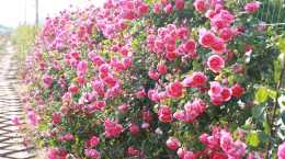 【美麗宜城】雲家莊月季園，一個年過八旬的宜城人眼中的花花世界！