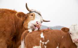 挑選繁殖母牛，要注意的問題，如何才能選好牛？