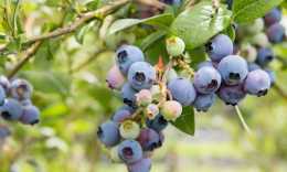 護眼“藍莓”熟了!又是新鮮採摘的一天,酸甜爆汁,快來嚐鮮