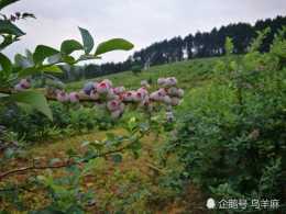 貴州藍莓種植基地：麻江藍莓是什麼？