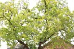 豐縣這顆500歲的古皂角樹，承載了鄉愁與記憶