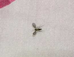 屋裡這種小飛蟲，比蚊子還討厭，教你一招，幾分鐘就能統統消滅！