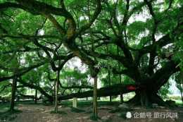 獨木成林的大榕樹，因《劉三姐》被譽為愛情樹，每年創收千萬元