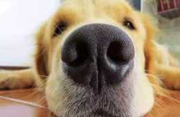 想要保護狗狗的嗅覺，下面這幾種味道，最好不要讓狗狗聞到！