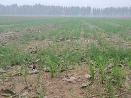 農村小麥田長出玉米苗，會影響生長嗎？如何處理？