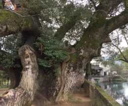 全球唯一“樹抱佛”，古樟樹內藏有比小孩還高的佛像，遊客：怎麼放進去的？