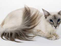 最聰慧優雅的長毛貓，有著無盡的好奇心，很容易被訓練的峇裡貓