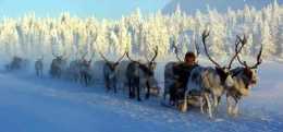 全球最冷的村子，最低溫度能達到零下71.2攝氏度，會給奶牛都穿上皮衣