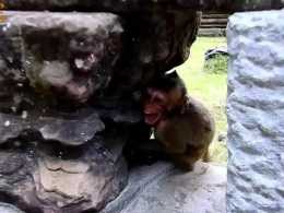 賴皮猴大聲尖叫，是因為猴媽拒絕餵奶，還是被猴媽教訓了呢？